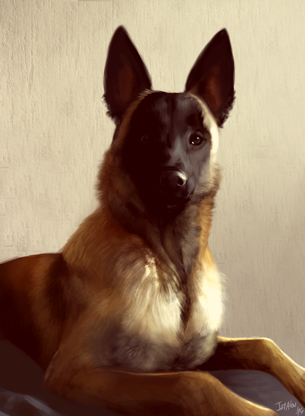 Malinois sheperd