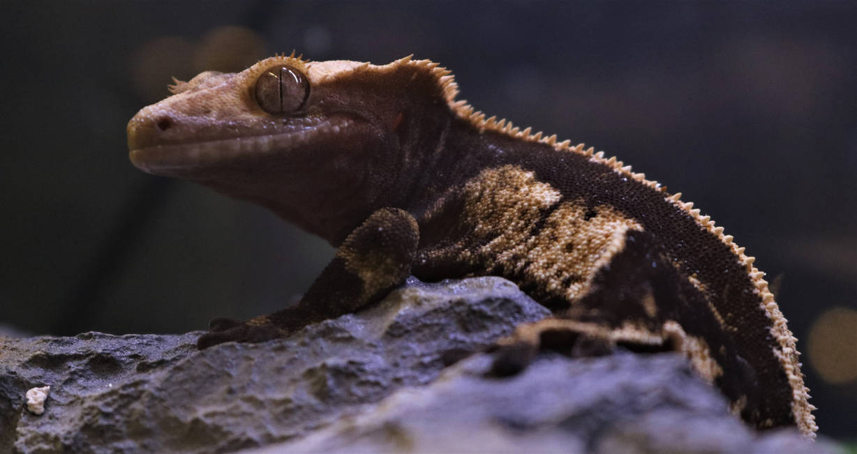 Lizard by RockettCrow on DeviantArt