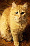 ginger cat by Zaira555