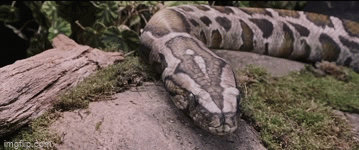 Burmese Python Wakes Up by Kodimarto on DeviantArt