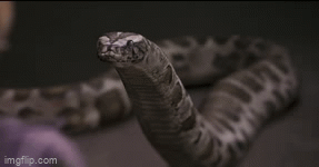 The Burmese Python Thanks Harry by Kodimarto on DeviantArt