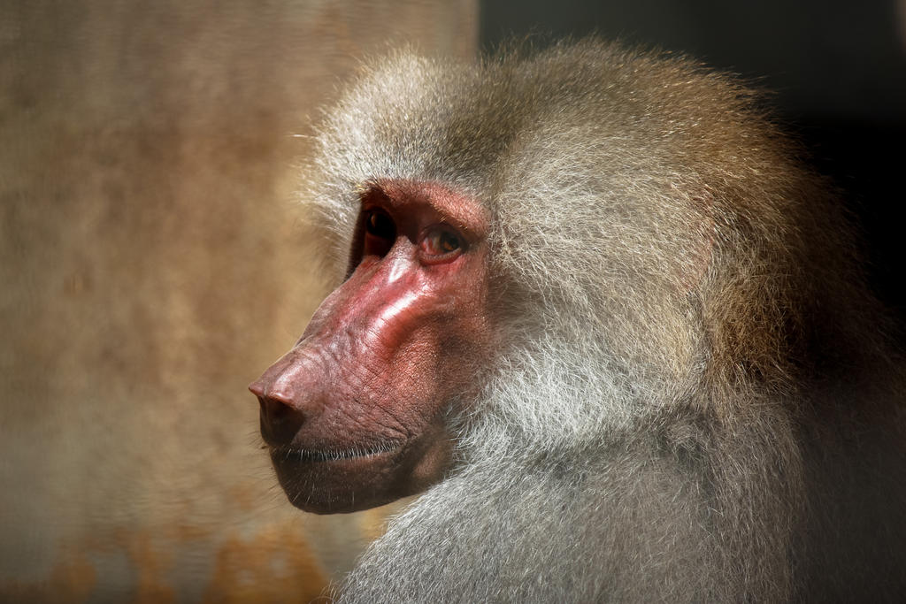 Baboon