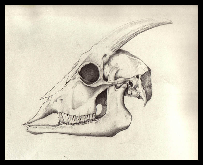 Goat Skull