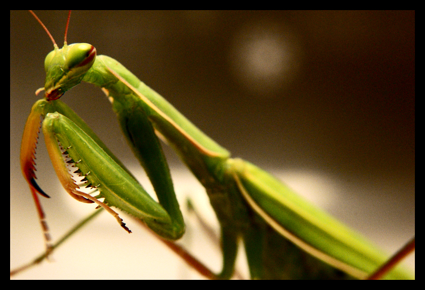 Mantis religiosa