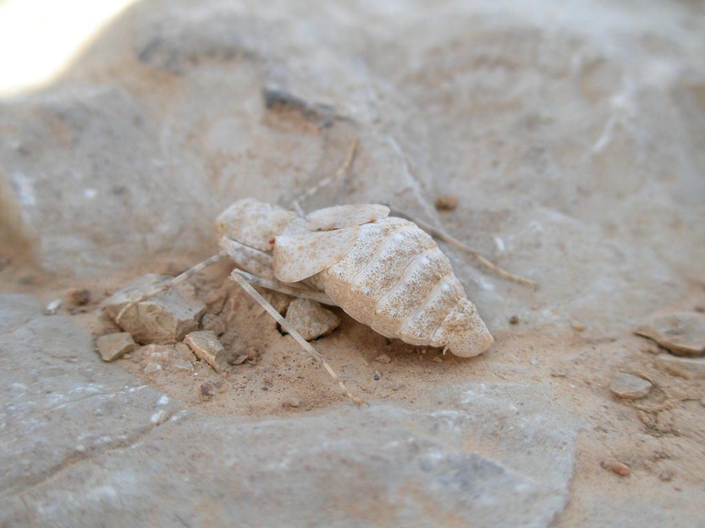 Rock insect by Elthibs on DeviantArt