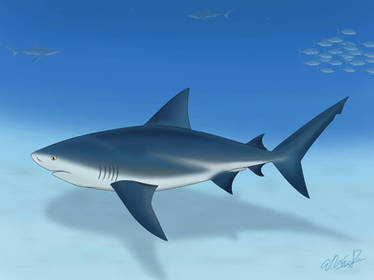 Bull Shark 