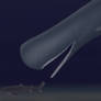 Sperm whale hunting greenland shark