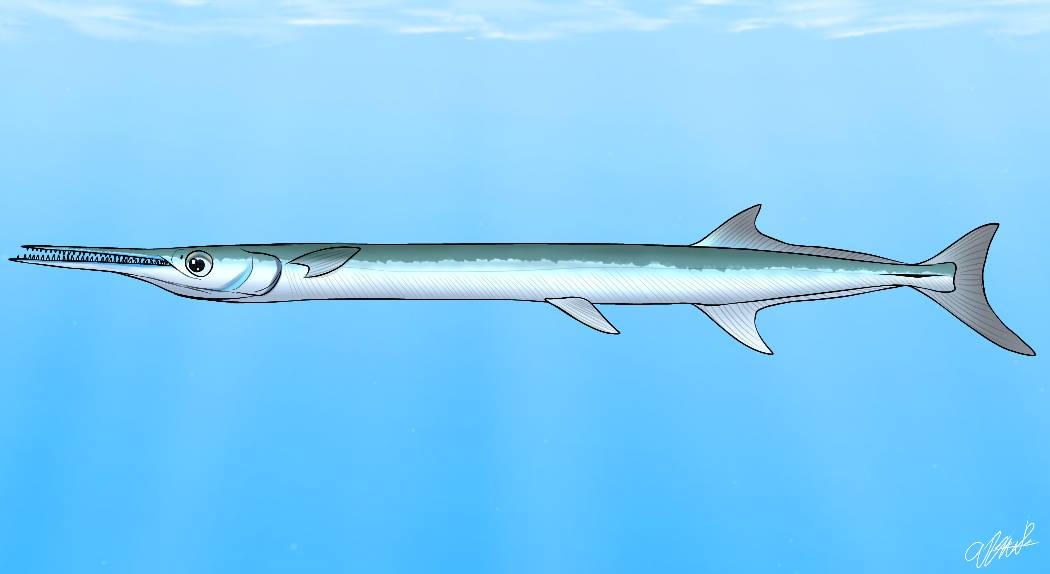 Houndfish Houndfish by Selachimorphart30 on DeviantArt