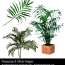 Plant Stock
