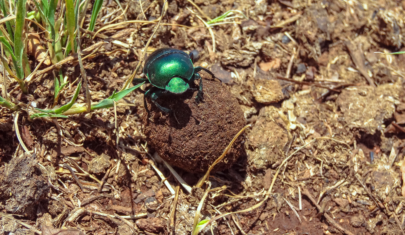 Vredefort dome Dung Beetle 2