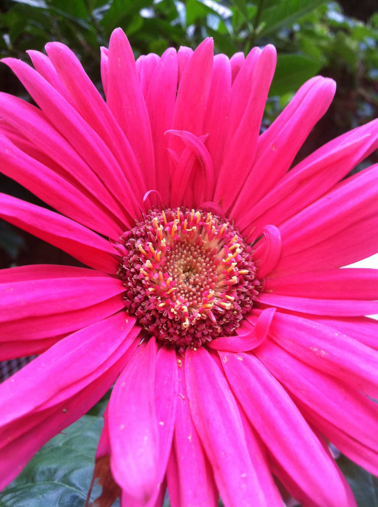 Pink Spring by RainyDaze15 on DeviantArt