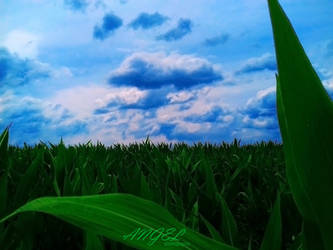 Corn and sky