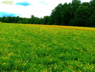 Yellow field