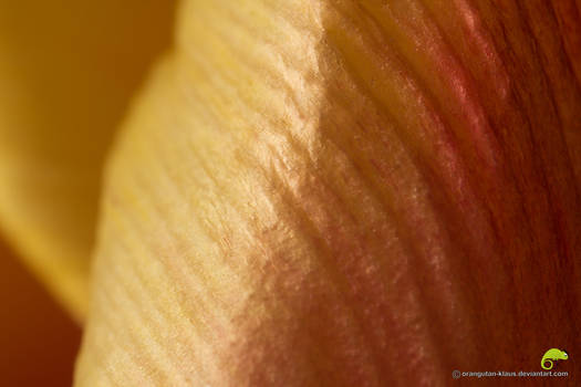 Tulip petal