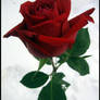 Rose 1