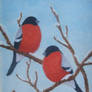 Bullfinch in winter