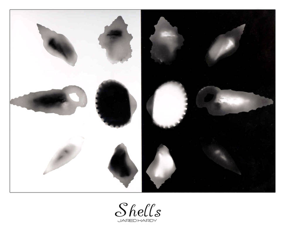 Shells by stitches005 on DeviantArt