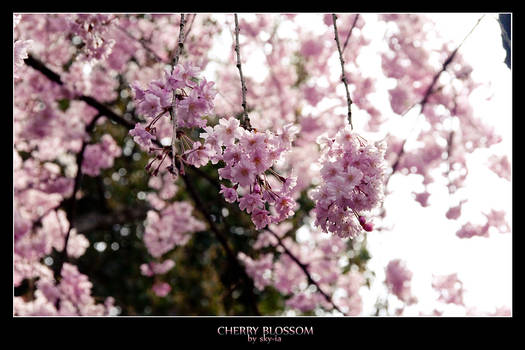 Cherry Blossom no.6