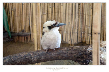 Laughing Kookaburra