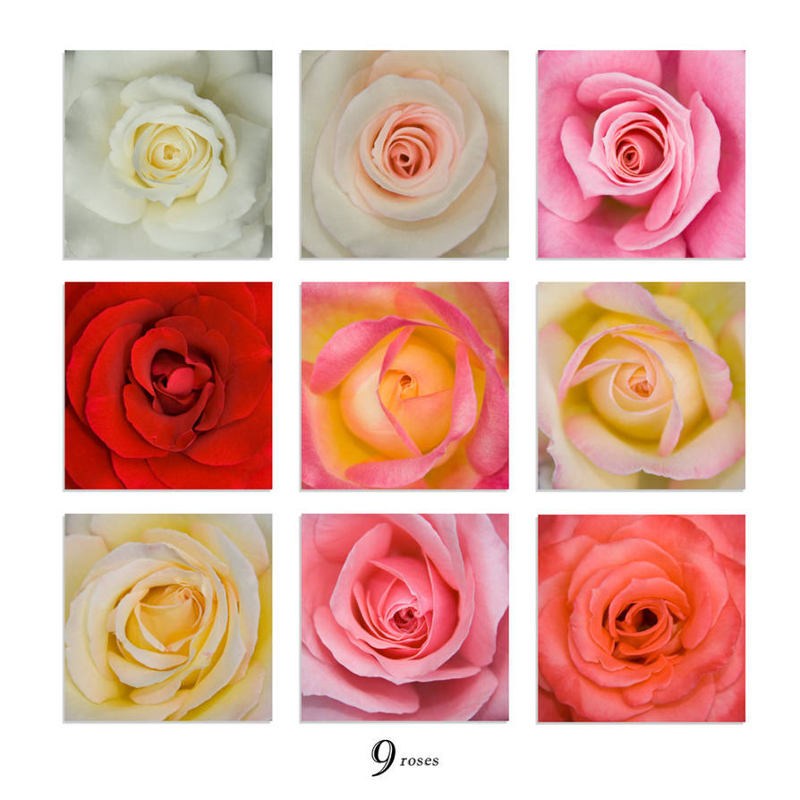 9 roses by astulock on DeviantArt