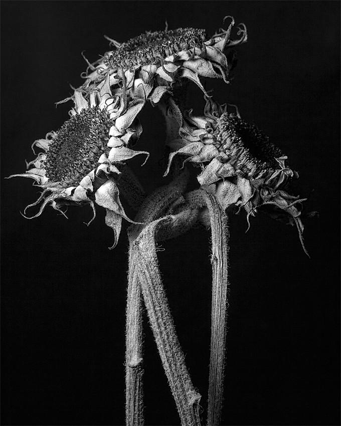 Dead Sunflowers by astulock on DeviantArt