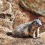 Portrait of a marmot