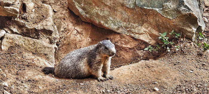 Portrait of a marmot