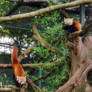 Red panda playtime