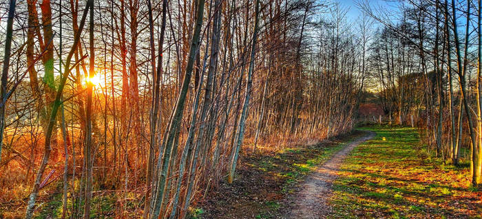 Woodland shadows at sunset