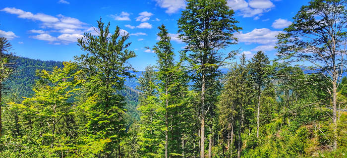 Black Forest panorama