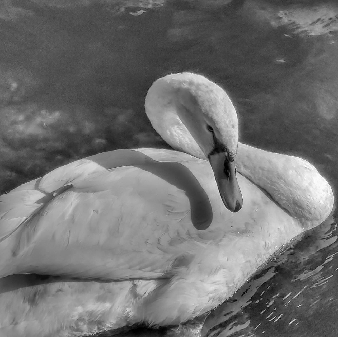 Portrait of a swan by MichaelBilyk on DeviantArt