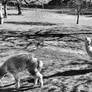 Monochromatic portrait of two young alpacas