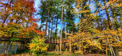 Tree canopy walkway in autumn II