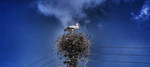 Portrait of a white stork