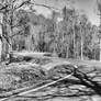 Shadows on a winding country road