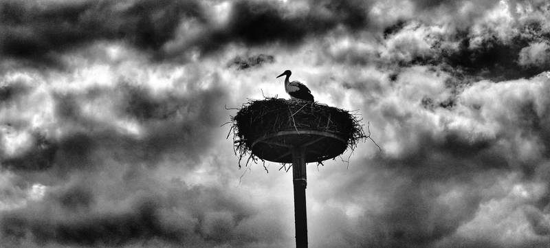 White stork in stormy weather