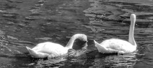 Dreamy portrait of two swans