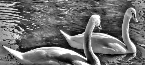 Monochromatic portrait of a swan couple