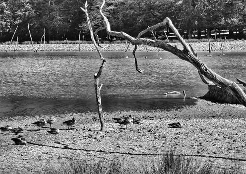 Ducks on the lakeside II