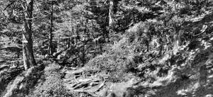 Footpath in the Vosges mountains III