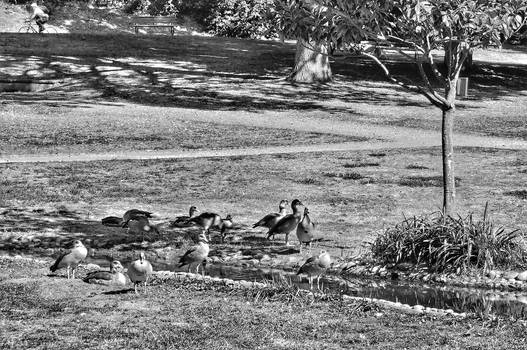 Fowl geometric composition