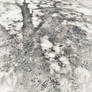 The Ethereal Textures of Tree Shadows