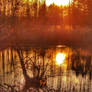 Warm sunset tones on a cold winter swamp II