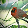 Cardinal