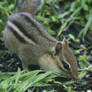 Chipmunk 2