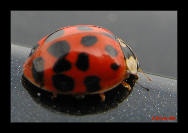 Ladybug