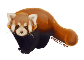 Study: Red Panda