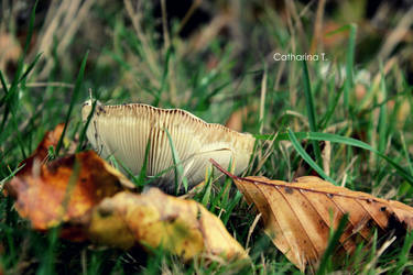 mushroom in leaves