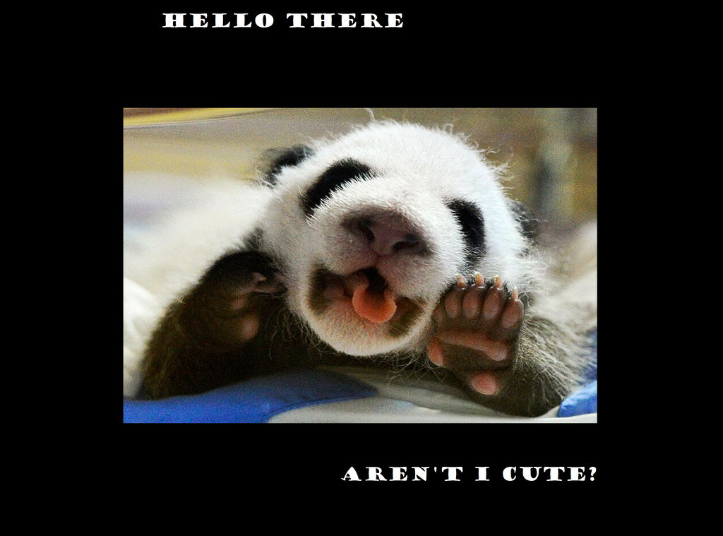 Panda meme by Headphones763 on DeviantArt