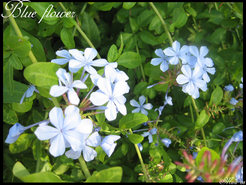 Blue flowers